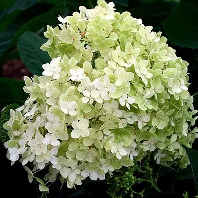 Гортензия СТЕРИЛИС древовидная   Гортензия СТЕРИЛИС древовидная  в Оренбурге