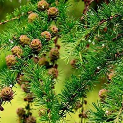 Лиственница в Оренбурге