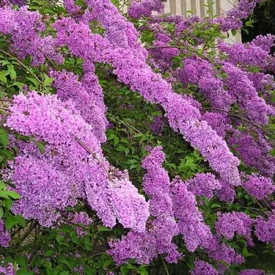 Сирень КИТАЙСКАЯ  Сирень КИТАЙСКАЯ в Оренбурге