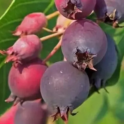 Ирга MANDAN  Ирга MANDAN в Оренбурге