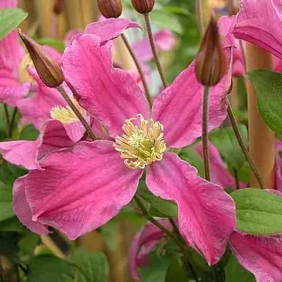 Клематис ИНСПИРЕЙШН ЗОЙН  Клематис ИНСПИРЕЙШН ЗОЙН в Оренбурге