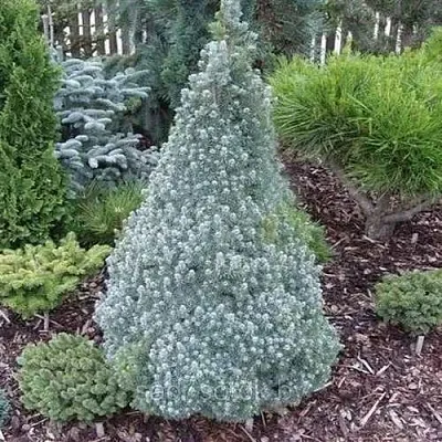 Ель САНДЕРС БЛЮ канадская  Ель САНДЕРС БЛЮ канадская в Оренбурге