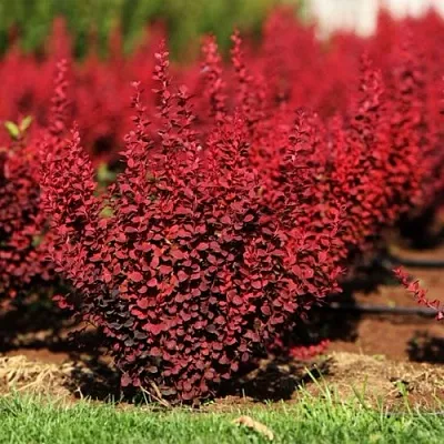 Барбарис ОРАНЖ РОКЕТ тунберга  Барбарис ОРАНЖ РОКЕТ тунберга в Оренбурге