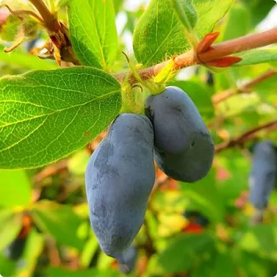 Жимолость съедобная БОРЕАЛ БЛИЗЗАРД (СЕВЕРНАЯ МЕТЕЛЬ) в Оренбурге