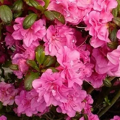 Азалия ПЕТТИКОУТ японская в Оренбурге