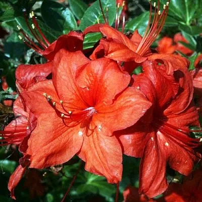 Азалия ДОЛОРОСО листопадная  Азалия ДОЛОРОСО листопадная в Оренбурге