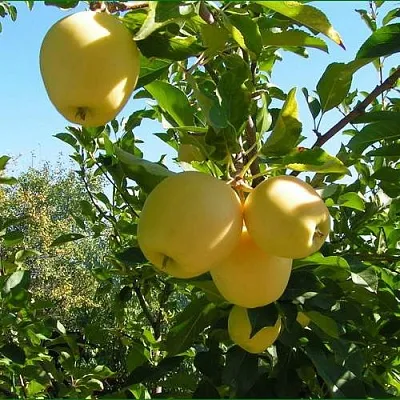 Яблоня ГОЛДЕН МИЛЛЕНИУМ  Яблоня ГОЛДЕН МИЛЛЕНИУМ в Оренбурге