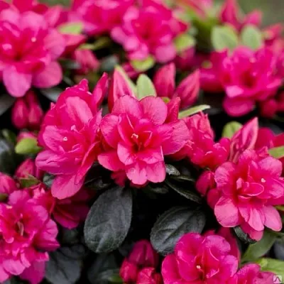 Азалия КАНЗОНЕТТА японская в Оренбурге