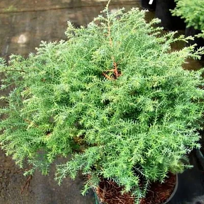 Кипарисовик СКВАРРОЗА горохоплодный в Оренбурге