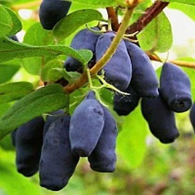 Жимолость съедобная МОСКОВСКАЯ в Оренбурге
