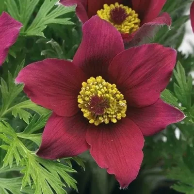 Прострел ПИНВИЛ РЕД ШЕЙДЕС в Оренбурге