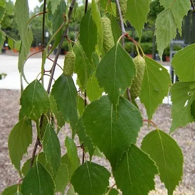 Береза ФАСЦИНЕЙШЕН белая   Береза ФАСЦИНЕЙШЕН белая  в Оренбурге