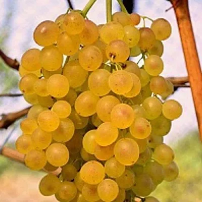 Виноград КИШМИШ КОКТЕЙЛЬ в Оренбурге