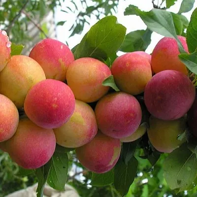 Слива СКОРОПЛОДНАЯ в Оренбурге