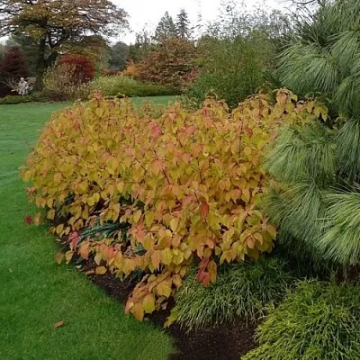 Дерен  АННА ВИНТЕР ОРАНЖ кроваво-красный    Дерен  АННА ВИНТЕР ОРАНЖ кроваво-красный   в Оренбурге