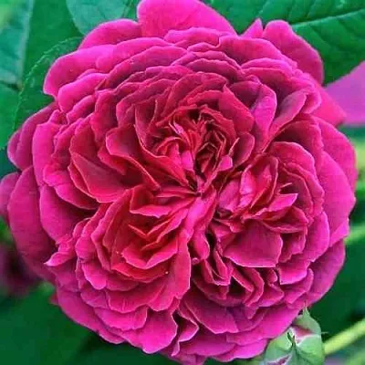 Саженцы роз ВИЛЬЯМ ШЕКСПИР английская  Саженцы роз ВИЛЬЯМ ШЕКСПИР английская в Оренбурге