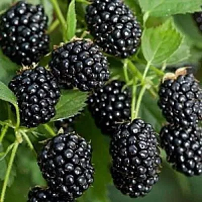 Бесшипная  Бесшипная в Оренбурге