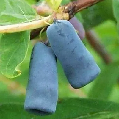 Жимолость съедобная ЗИНРИ в Оренбурге