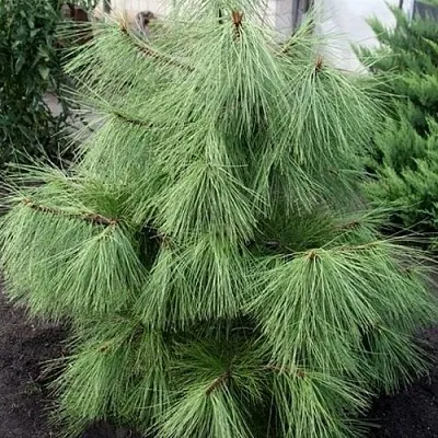 Сосна желтая   Сосна желтая  в Оренбурге