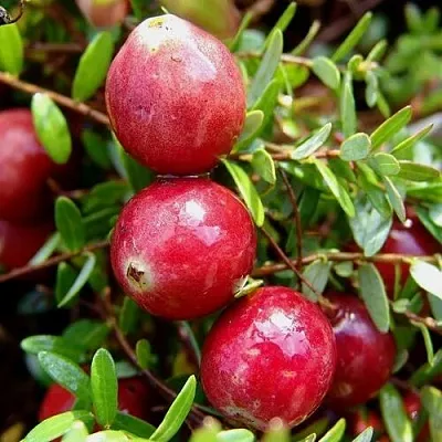 Клюква СТИВЕНС  Клюква СТИВЕНС в Оренбурге