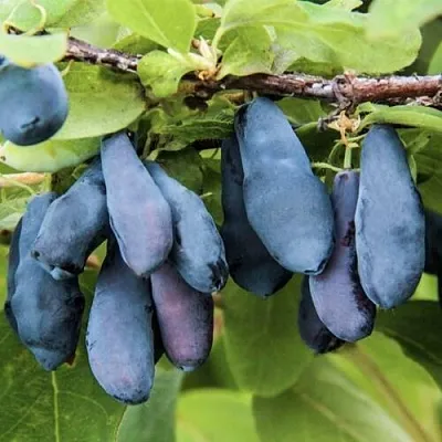 Жимолость съедобная СИБИРЯЧКА в Оренбурге