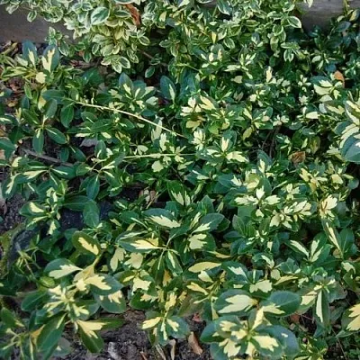 Бересклет САНСПОТ форчуна  Бересклет САНСПОТ форчуна в Оренбурге