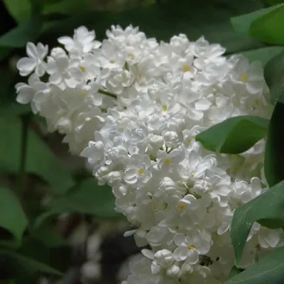 Сирень РУССКИЙ СЕВЕР в Оренбурге