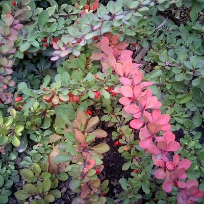 Барбарис ГРИН КАРПЕТ тунберга  Барбарис ГРИН КАРПЕТ тунберга в Оренбурге