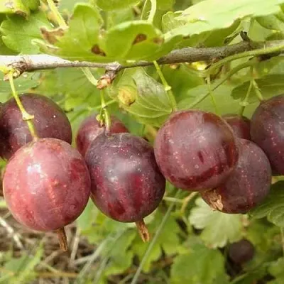 Крыжовник СМЕНА  Крыжовник СМЕНА в Оренбурге