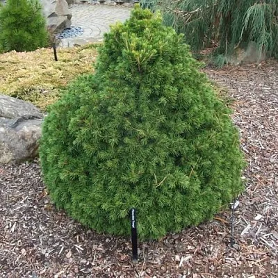 Ель ТОМПА обыкновенная  Ель ТОМПА обыкновенная в Оренбурге