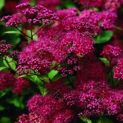 Спирея АНТОНИ ВАТЕРЕР японская  Спирея АНТОНИ ВАТЕРЕР японская в Оренбурге