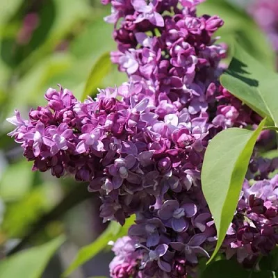 Сирень ИЗОБИЛИЕ в Оренбурге