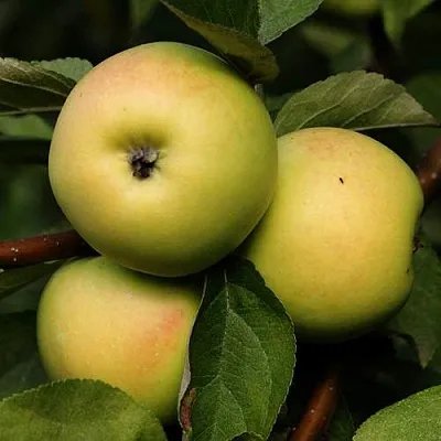 Яблоня ДАНИЛА  Яблоня ДАНИЛА в Оренбурге