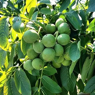 Грецкий орех  ИЗЯЩНЫЙ  Грецкий орех  ИЗЯЩНЫЙ в Оренбурге