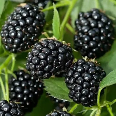 Ежевика ТРИПЛ КРАУН бесшипная в Оренбурге