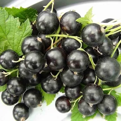 Смородина черная ТИТАНИЯ в Оренбурге