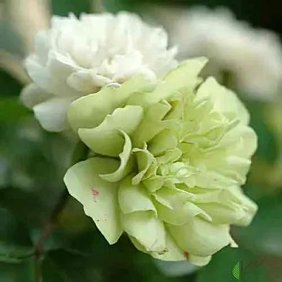 Саженцы роз ГРИН АЙС миниатюрная в Оренбурге