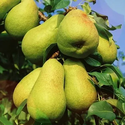 Груша НЕЖНОСТЬ колонновидная	 в Оренбурге