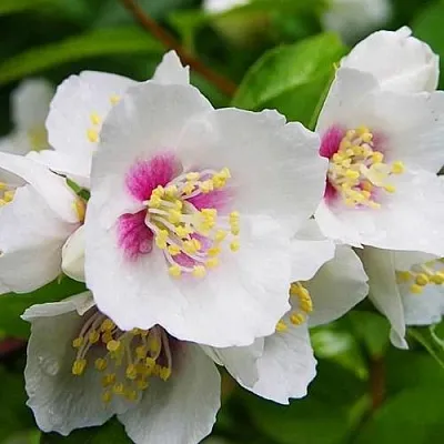 Жасмин БЕЛЬ ЭТУАЛЬ  Жасмин БЕЛЬ ЭТУАЛЬ в Оренбурге