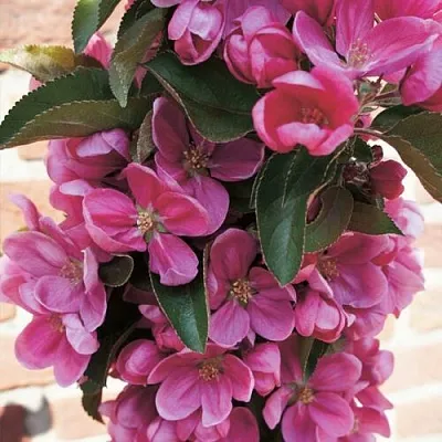 Яблоня ЗЕЛЁНЫЙ БУКЕТ декоративная в Оренбурге