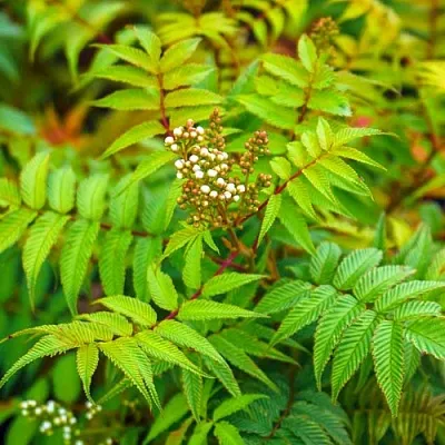 Рябинник  Рябинник в Оренбурге