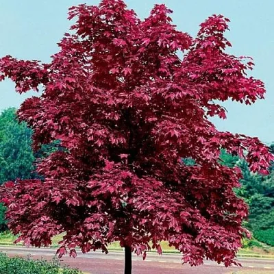 Клен КРИМСОН КИНГ остролистный  Клен КРИМСОН КИНГ остролистный в Оренбурге