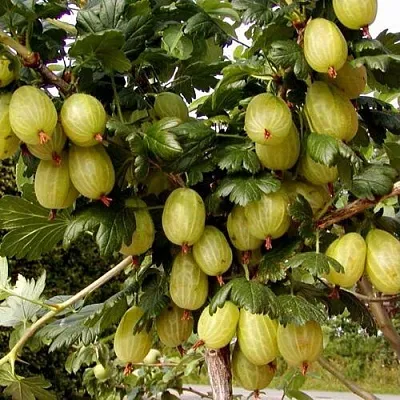 Крыжовник ИНВИКТА  Крыжовник ИНВИКТА в Оренбурге