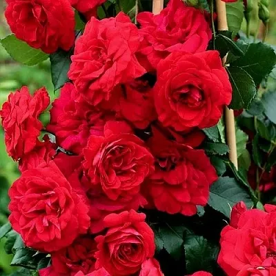 Саженцы роз АМАДЕУС плетистая  Саженцы роз АМАДЕУС плетистая в Оренбурге