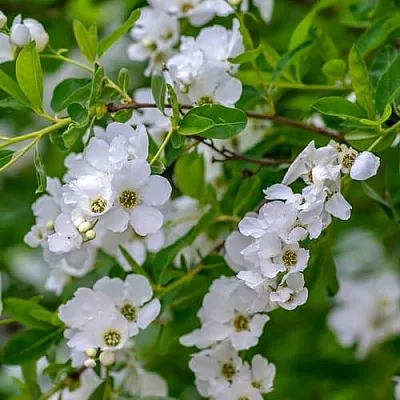 Экзохорда  Экзохорда в Оренбурге