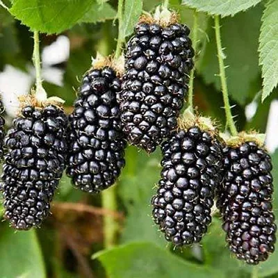 Ежевика КАРАКА БЛЭК в Оренбурге