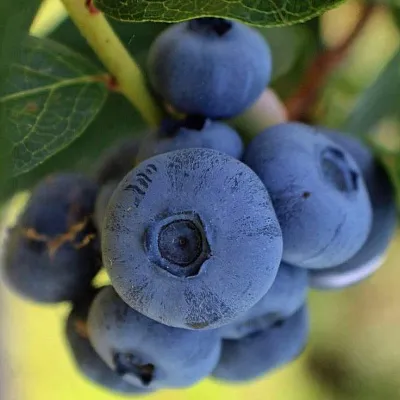 Средние сорта  Средние сорта в Оренбурге