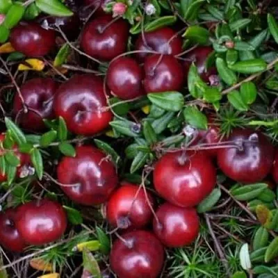 Клюква БЕН ЛИР  Клюква БЕН ЛИР в Оренбурге