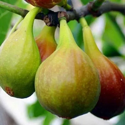 Инжир ДАЛМАТСКИЙ в Оренбурге