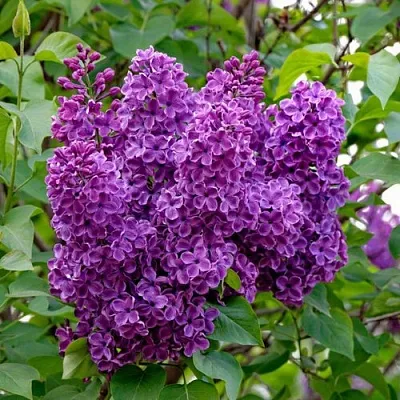 Сирень СУМЕРКИ  Сирень СУМЕРКИ в Оренбурге